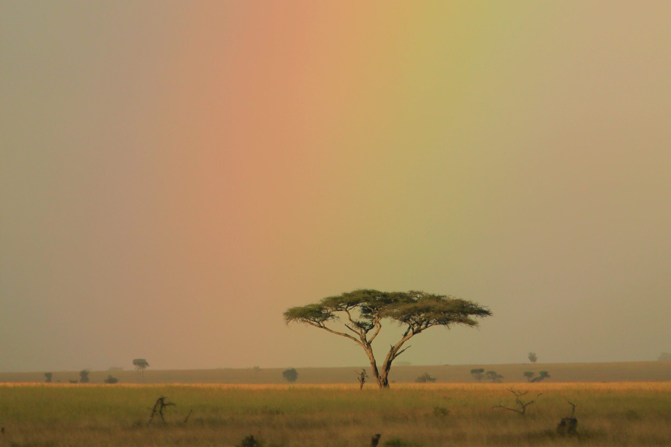 Serengeti - Tanzania - A. Dobson (1.1)